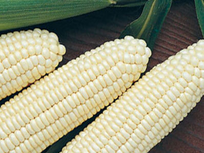 White Maize