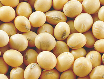 SoyBean